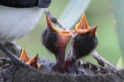 Magpie-lark (Grallina cyanoleuca)